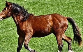 Image result for Barb Horse Animal