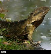 Image result for Dragon Lizard Australia