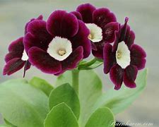 Bildergebnis für Primula auricula Argus