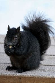 Image result for Kent Ohio Black Squirrels