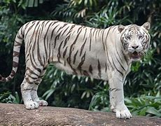 Image result for White Wikipedia