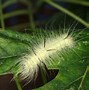 Image result for Caterpillar Identification Key