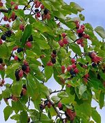 Image result for What Does a Mulberry Tree Look Like