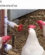 Image result for Baby Chicken Meme