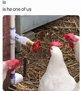 Image result for Chicken in a Blender Meme
