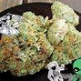 Image result for Alien Weed