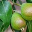 Image result for Dwarf Pear Trees Types