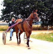 Image result for NZ Harness Racing