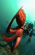 Image result for Biggest Octopus On Record