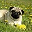 Image result for All Types of Small Dog Breeds