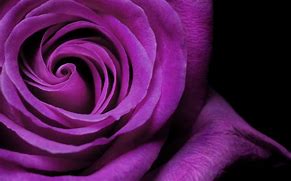 Image result for Cool Purple Wallpapers