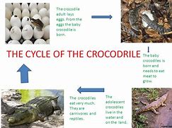 Image result for Crocodile Life Cycle