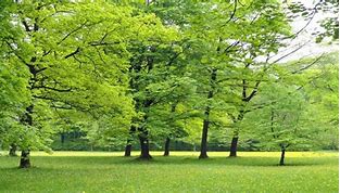 Image result for alberi