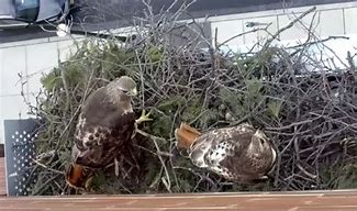 Image result for Lehigh University Hawks Nest
