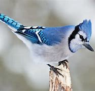 Image result for Blue Jay Bird Pictures Free