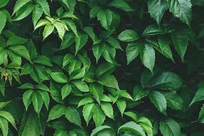 Image result for Green Foliage Backdrop