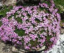 Image result for Silene acaulis Corevanii