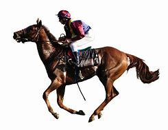 Image result for Japan Cup Horse Racing
