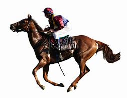 Image result for Horse Racing NY State