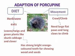 Image result for Porcupine Adaptations