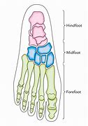 Image result for Longitudinal Arch of Foot