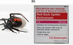 Image result for Anti-Venom for Spider Bites