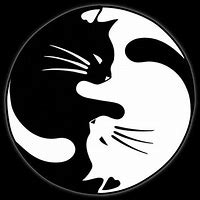 Image result for Fox and Cat Yin and Yang