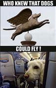 Image result for Dog Flying through Air Meme