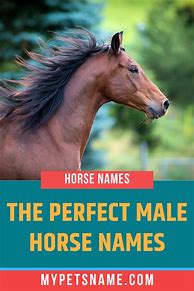 Image result for Top 10 Best Horse Names