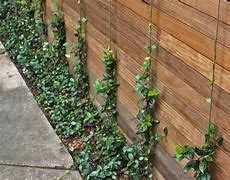 Image result for Growing a Vine On a Post