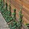 Image result for Milkweed Vine Growing On Fence