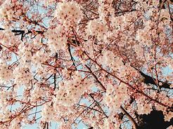 Image result for Yeouido Park Cherry Blossoms