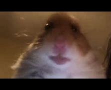 Image result for Hamster On Phone Meme