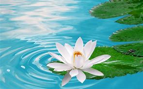 Image result for Zen Lotus Wallpaper