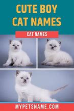 Image result for Cute Baby Cat Names