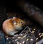 Image result for Cool Mice