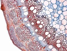 Image result for grape stem cells