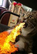 Image result for Cat Breathing Fire