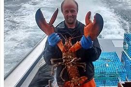 Image result for Largest Lobster Ever Caught in Maine