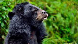 Image result for Sloth Bear