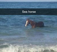 Image result for Sea Horse Meme