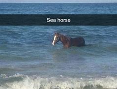 Image result for Sea Horse Meme