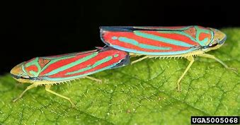 Image result for "redbanded-leafhopper"
