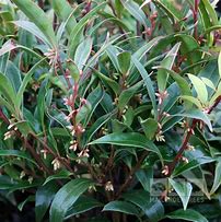 Image result for Sarcococca hookeriana digyna