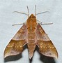 Image result for Luna Moth
