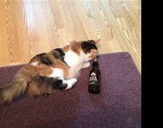 Image result for Cat Drinking Root Beer