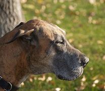 Image result for Great Dane Zoo