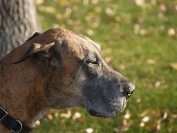 Image result for Great Day Great Dane