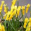 Image result for Narcissus cyclamineus