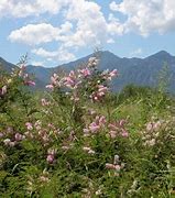 Image result for Wildflowers of Arizona Identification